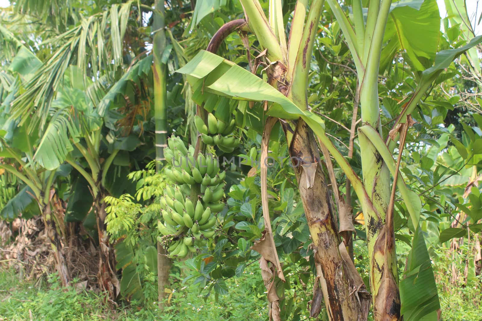 
banana bunches in garden
