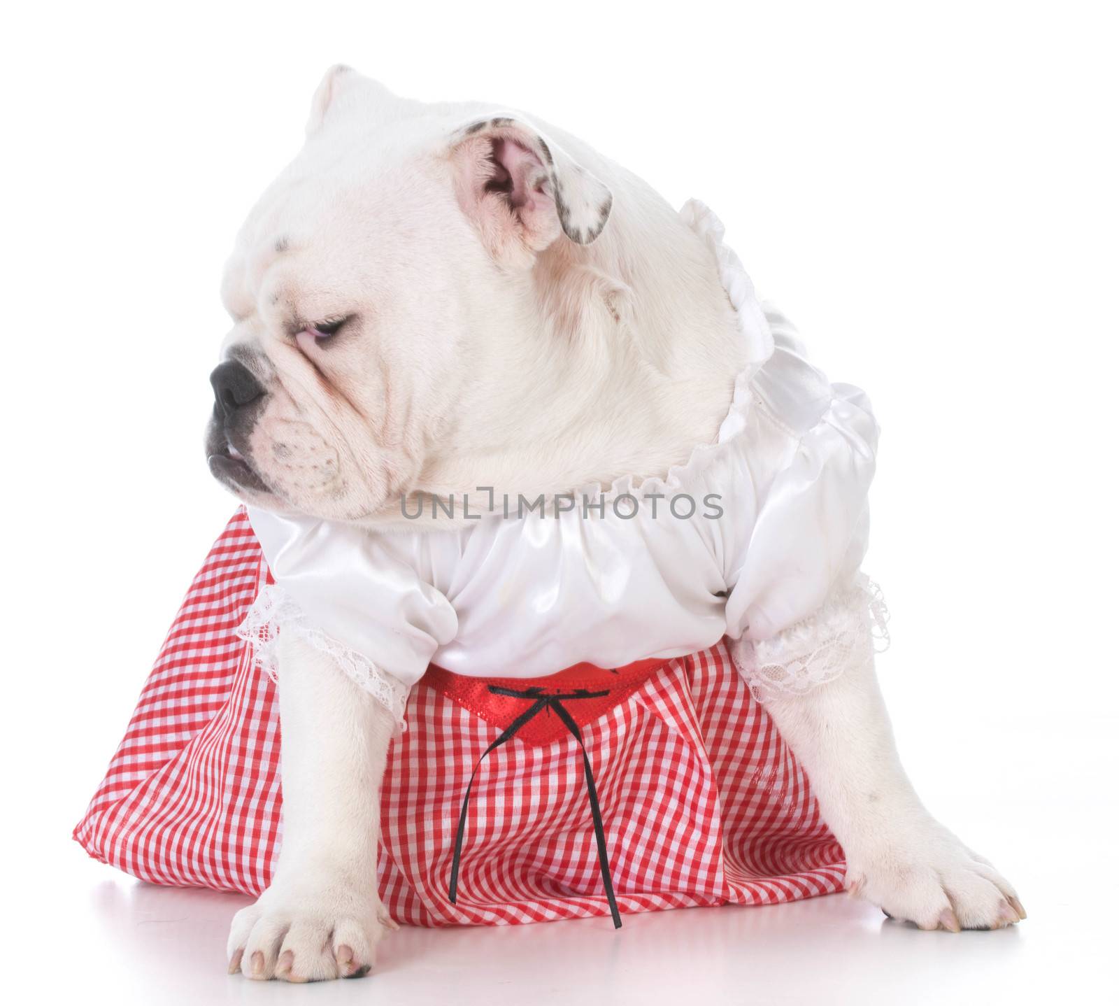 young english bulldog wearing a dress isolated on white background
