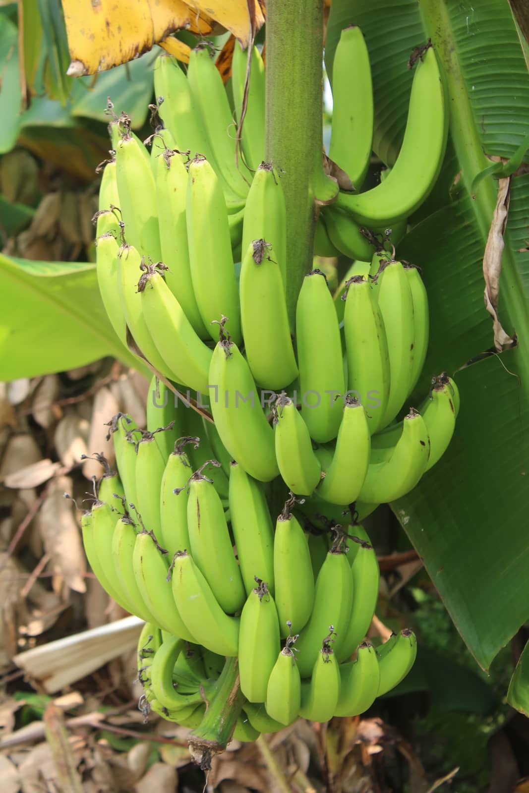 banana bunches in garden by dinhngochung