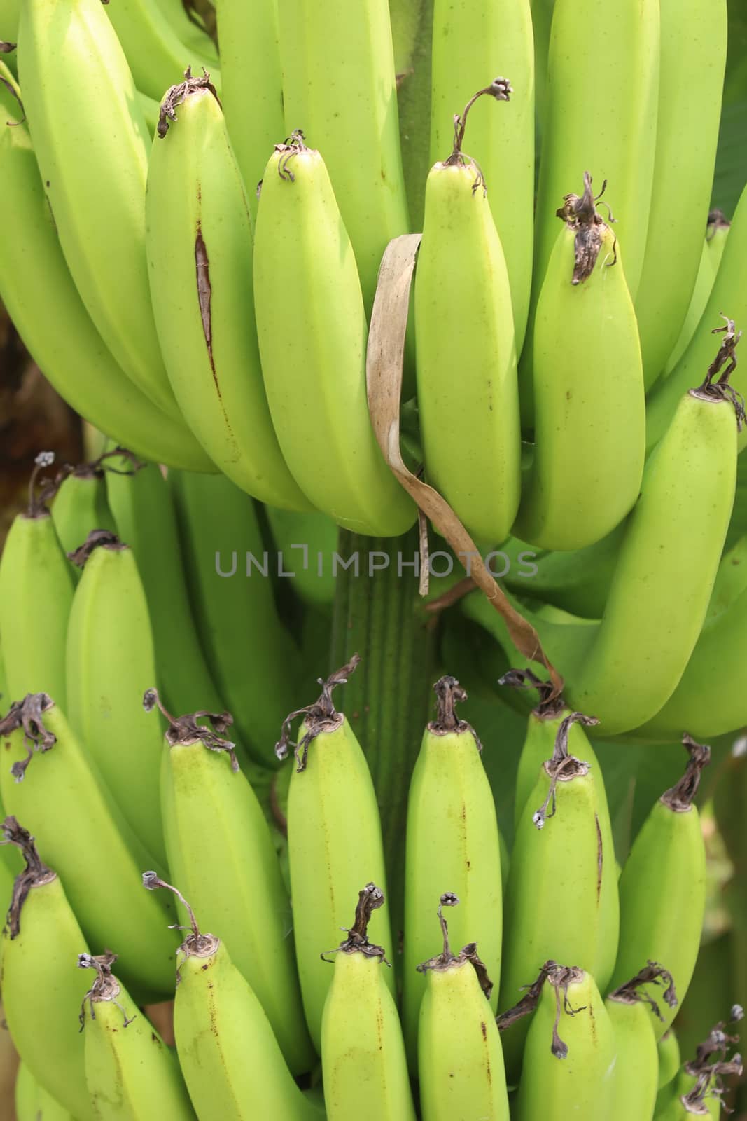 banana bunches in garden by dinhngochung