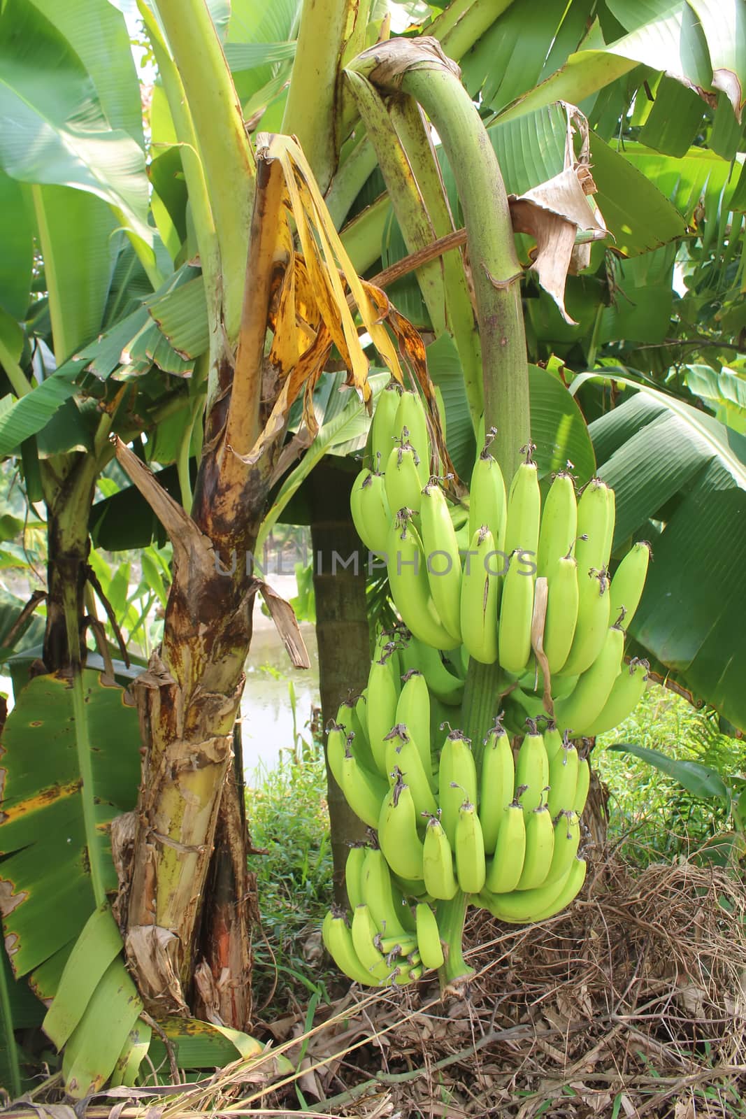 banana bunches in garden by dinhngochung