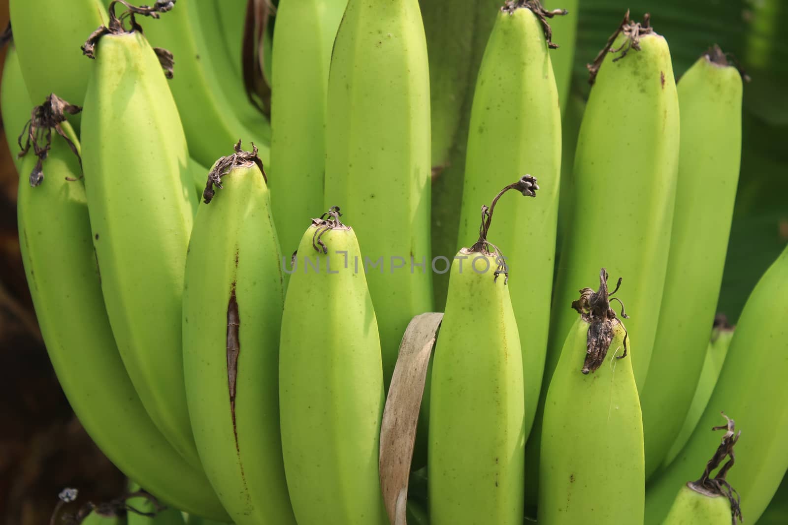 
banana bunches in garden