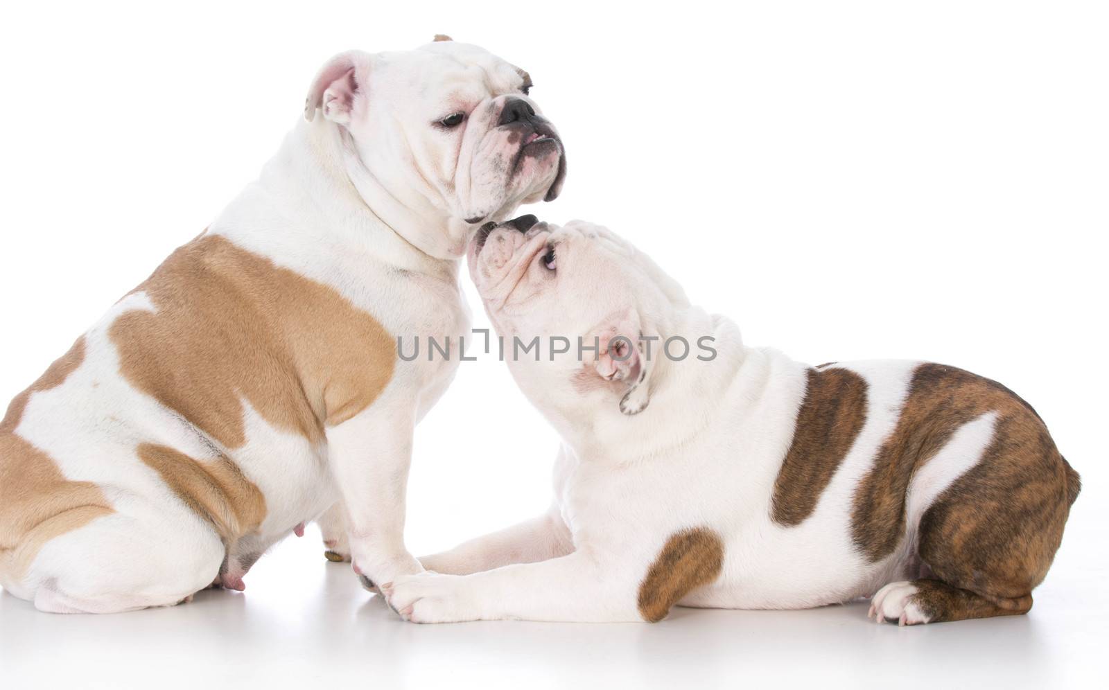 bulldog puppy nuzzling up to her mother on white background