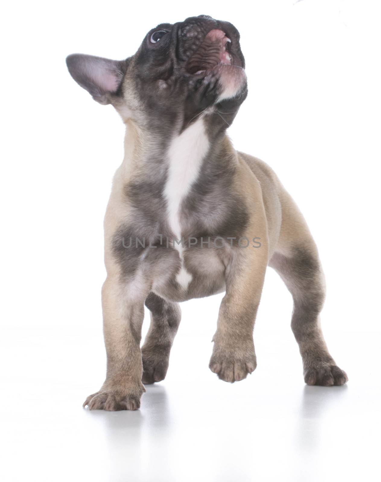 naughty french bulldog puppy on white background