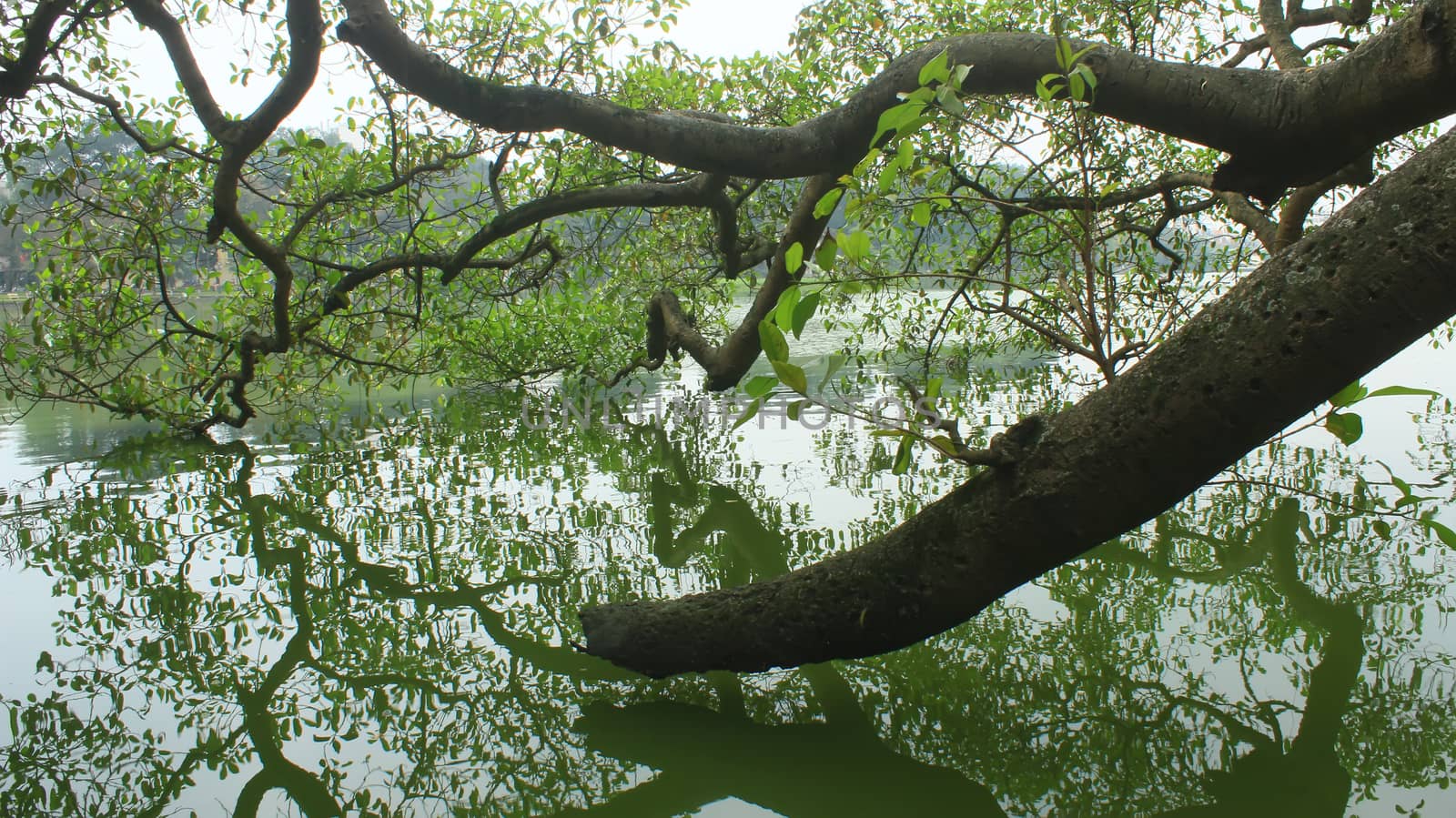 tree silhouetted against the lake by dinhngochung