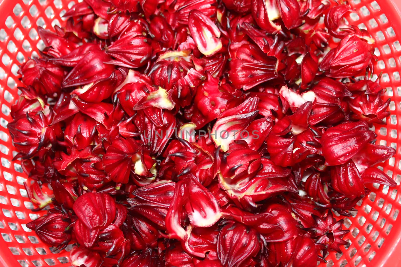 Artichoke buds, a variety of a species of thistle cultivated as  by dinhngochung