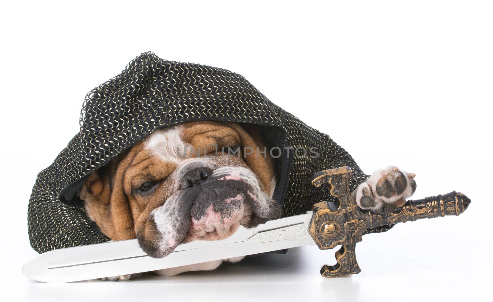 bulldog dressed up like a knight on white background