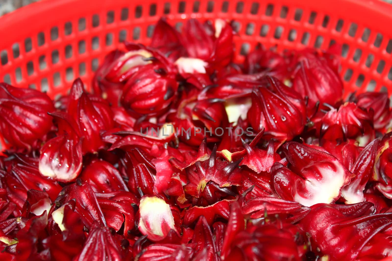 Artichoke buds, a variety of a species of thistle cultivated as  by dinhngochung