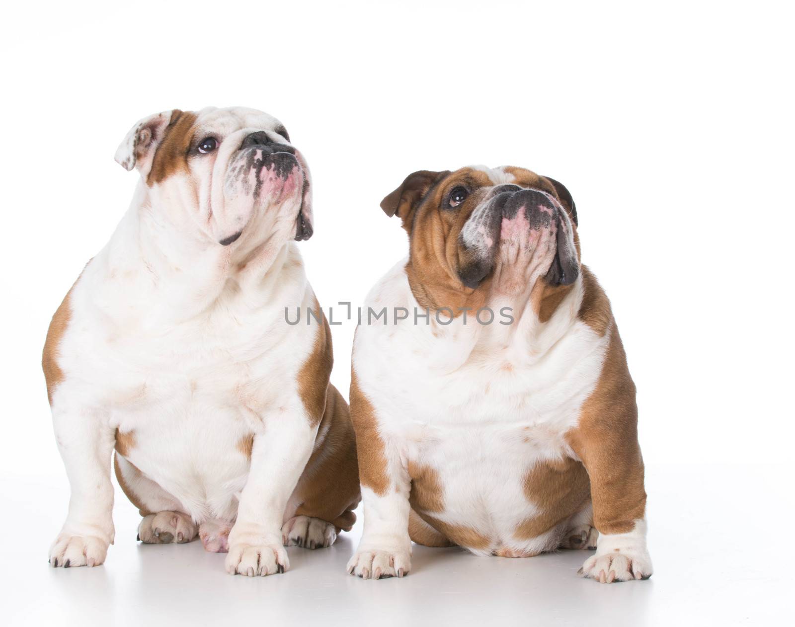 two bulldogs looking up on white background