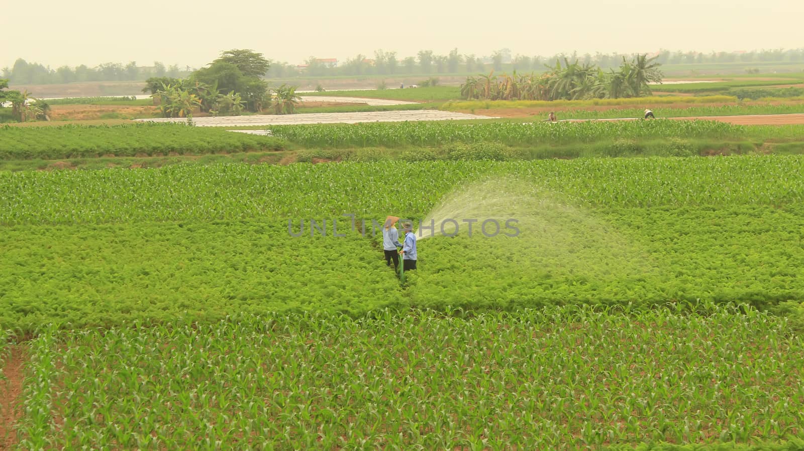 Man watering vegetables fields  by dinhngochung