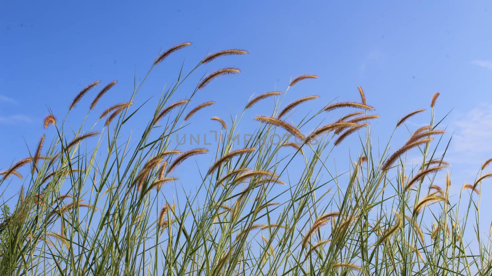 grass and sky by dinhngochung