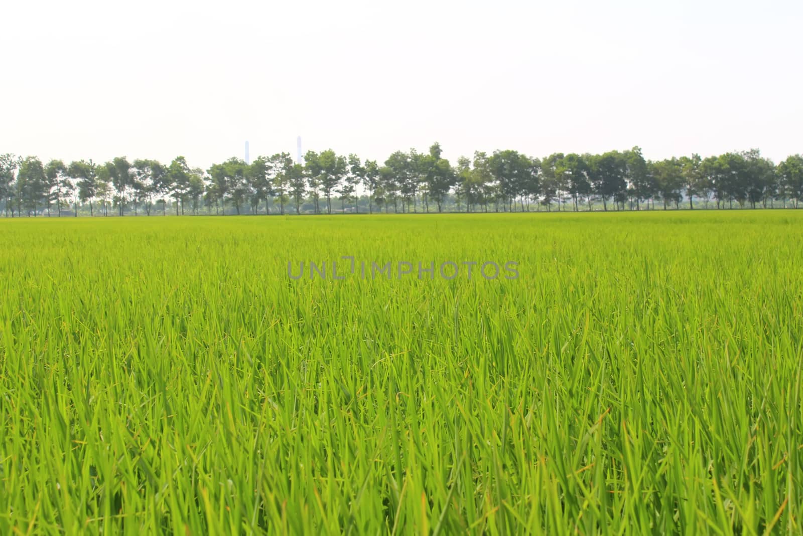 golden rice field and sky 