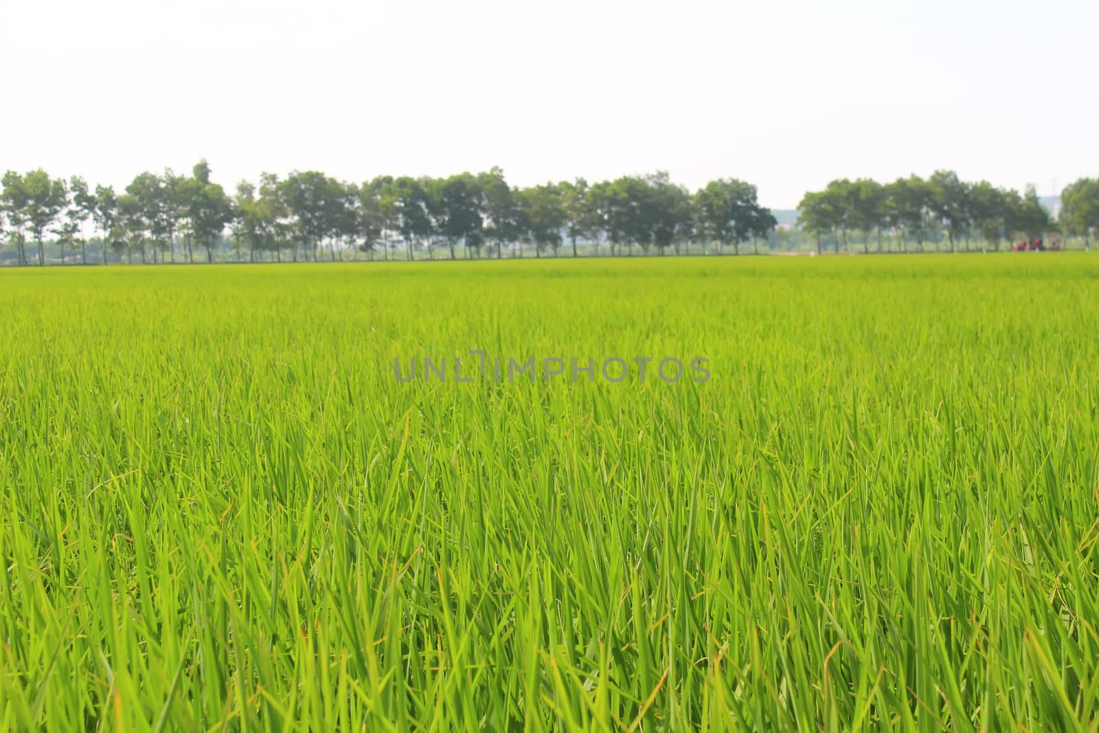 golden rice field and sky  by dinhngochung