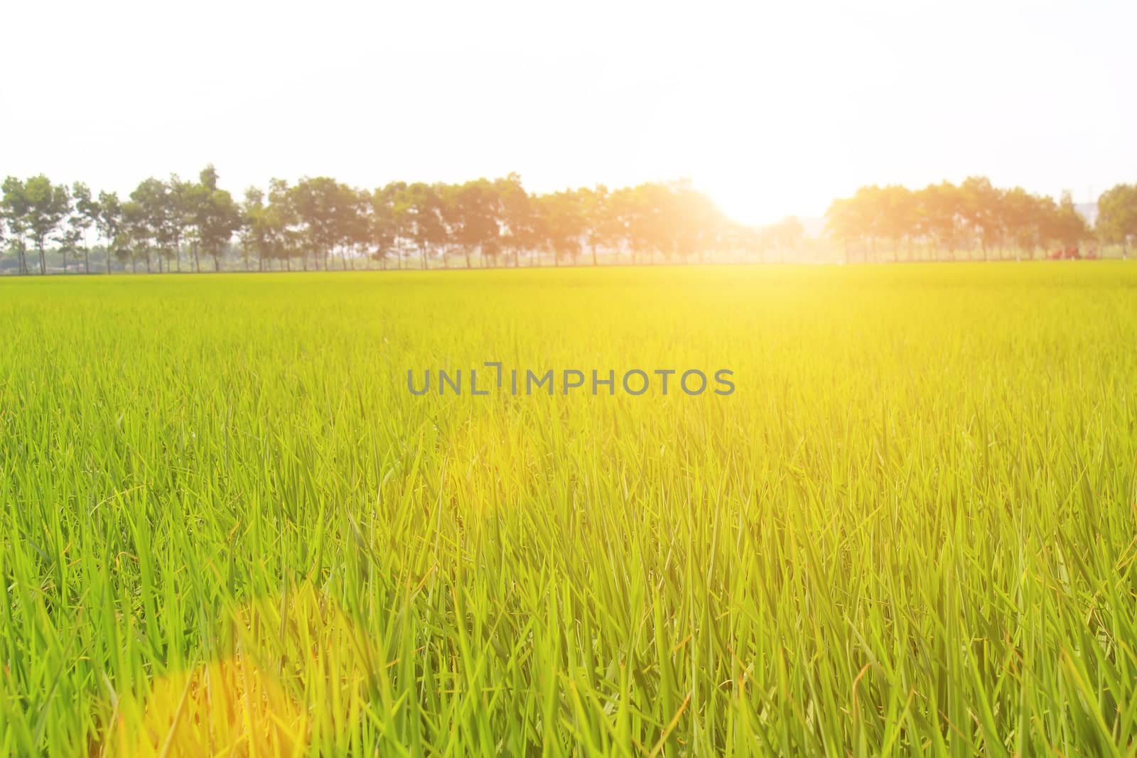 golden rice field and sky  by dinhngochung