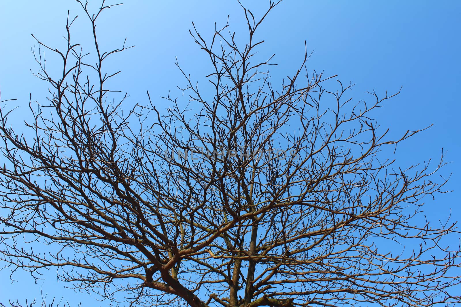 dried branches and sky  by dinhngochung