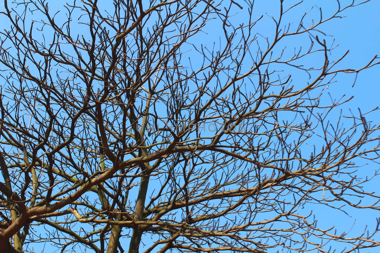 dried branches and sky  by dinhngochung