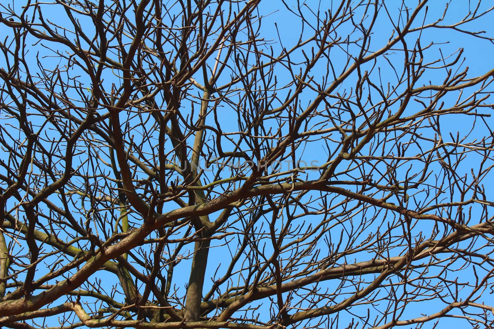 dried branches and sky  by dinhngochung