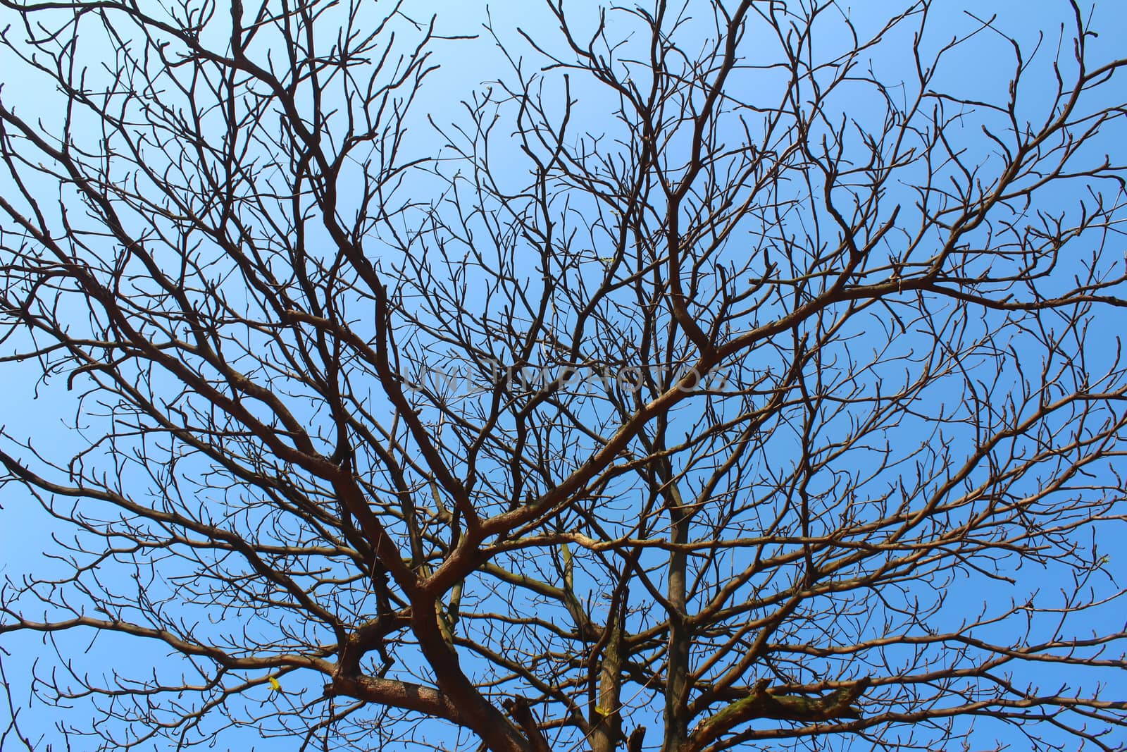 dried branches and sky  by dinhngochung