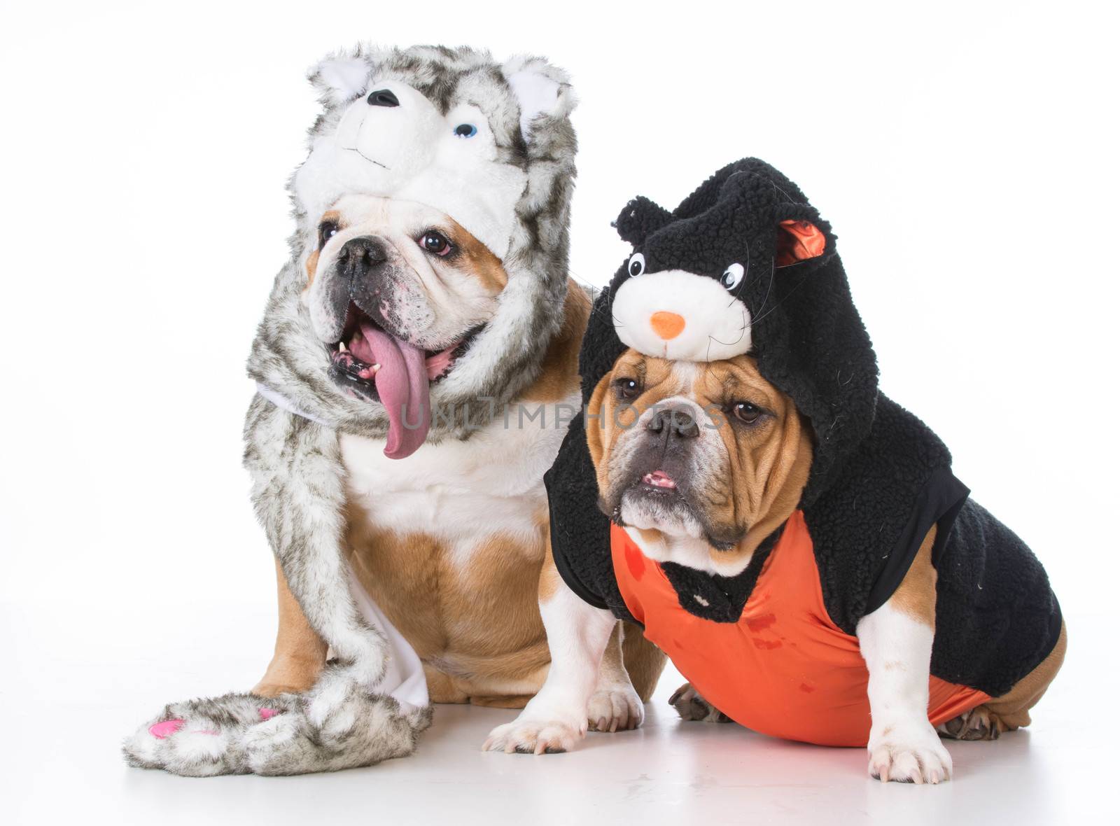 two bulldogs wearing dog and cat costumes on white background