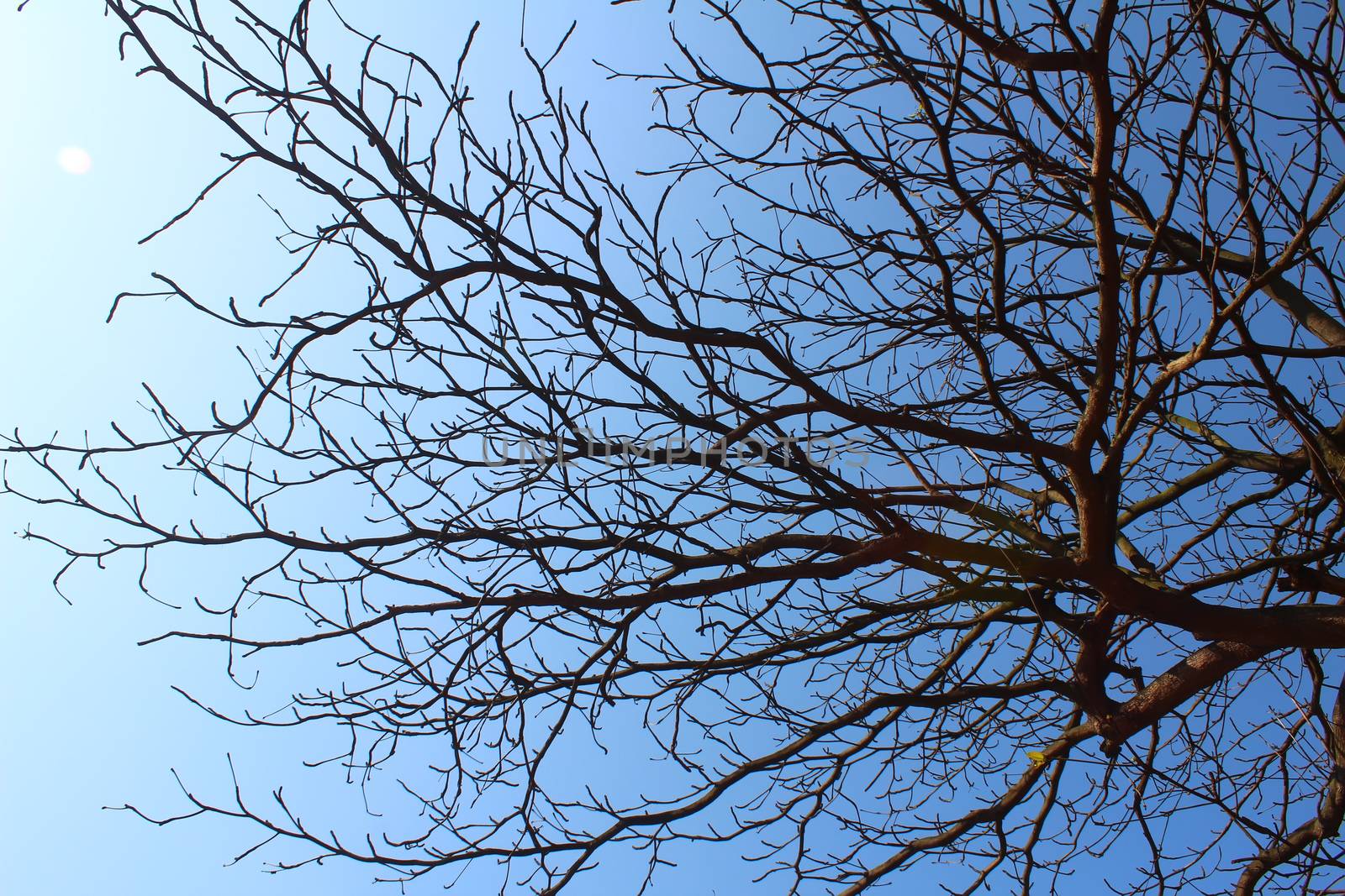 dried branches and sky  by dinhngochung