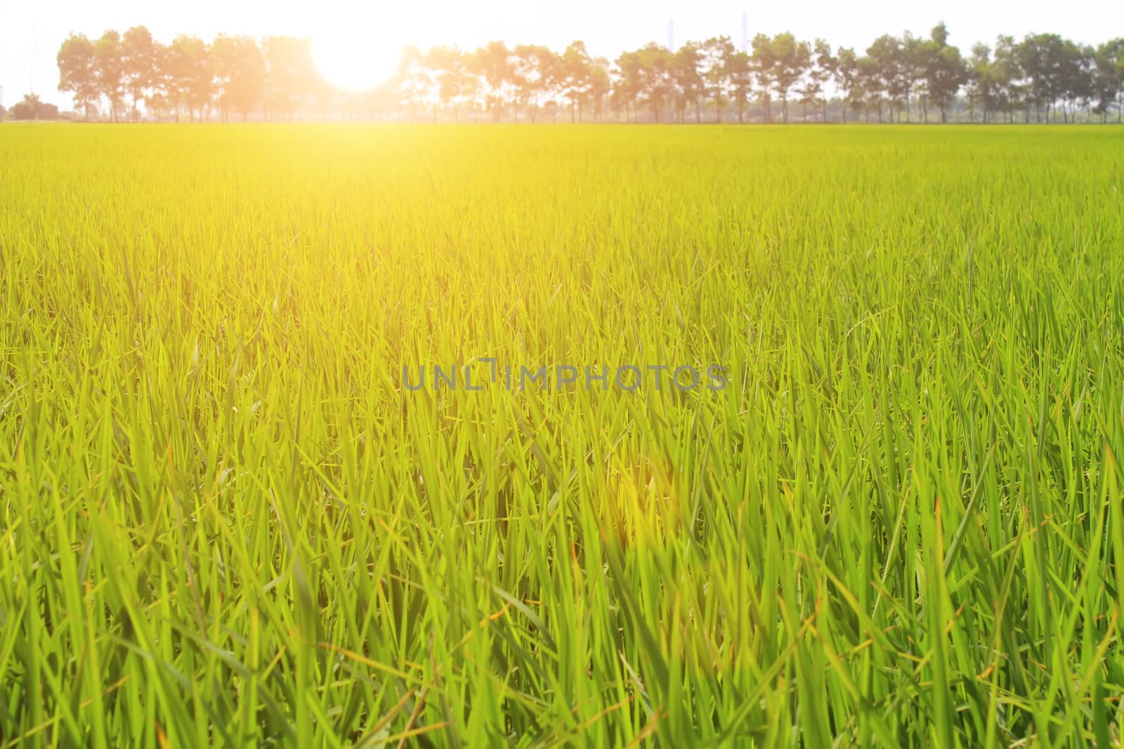 golden rice field and sky  by dinhngochung