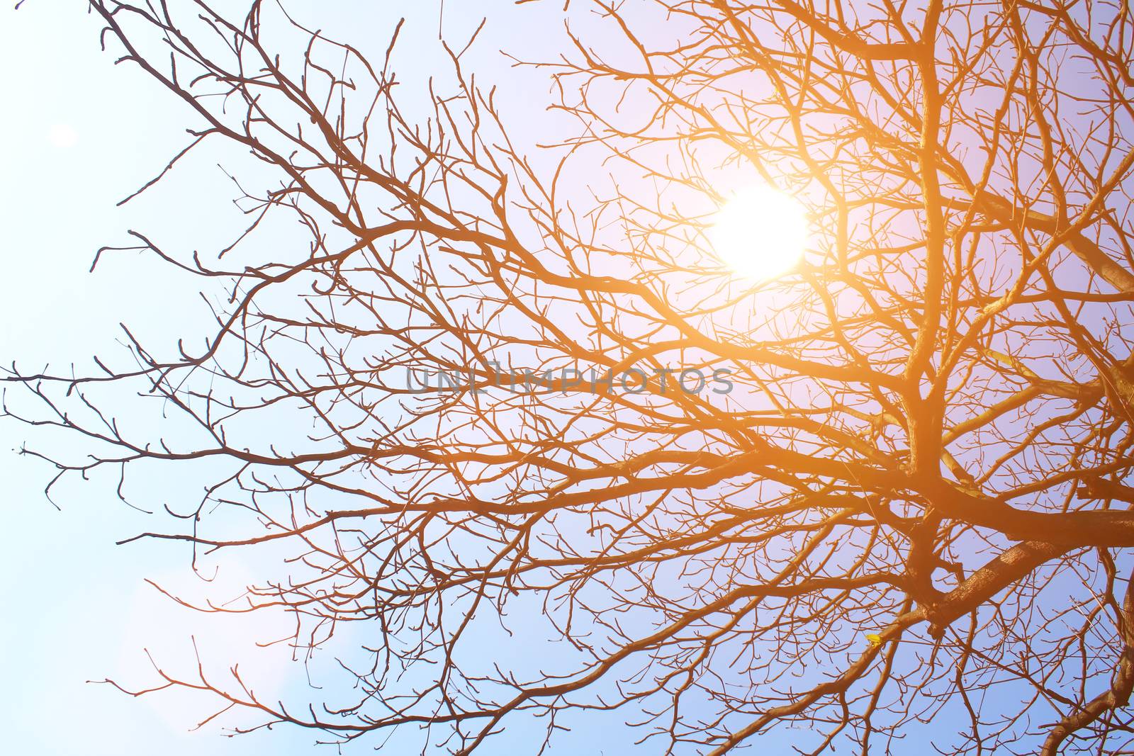 dried branches and sky  by dinhngochung