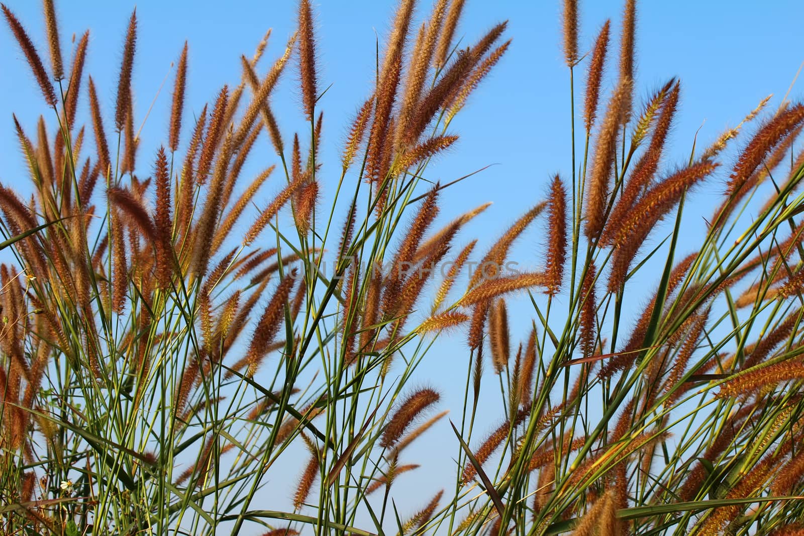 grass and sky by dinhngochung