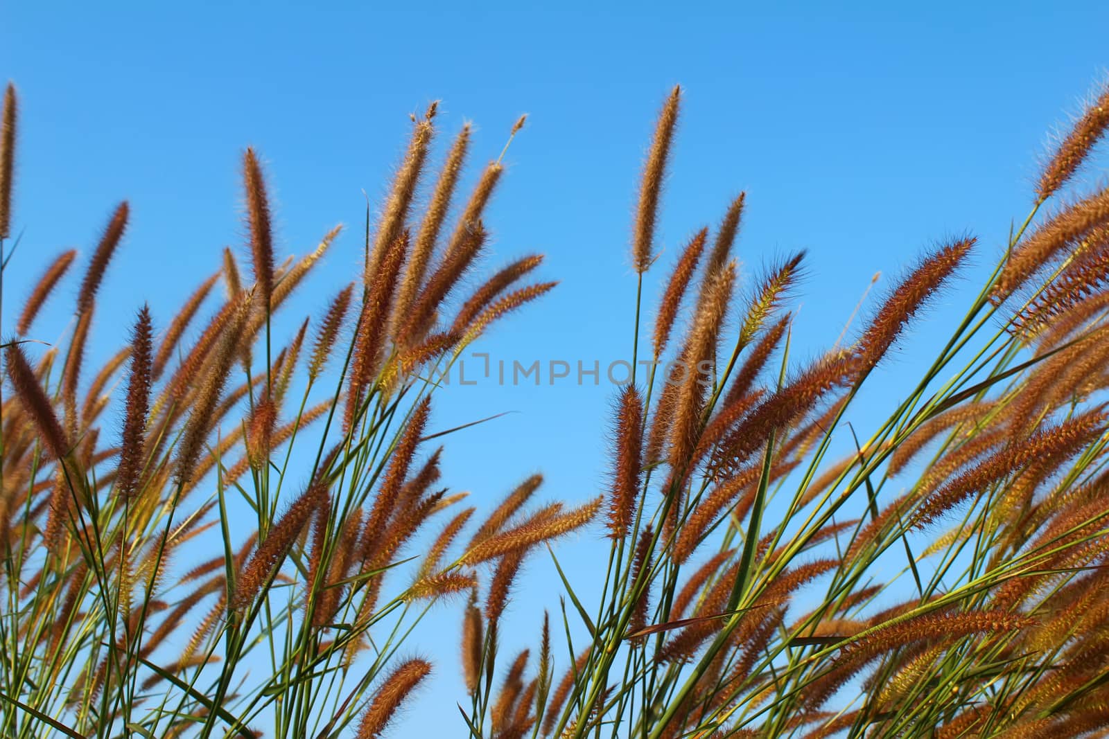 grass and sky by dinhngochung