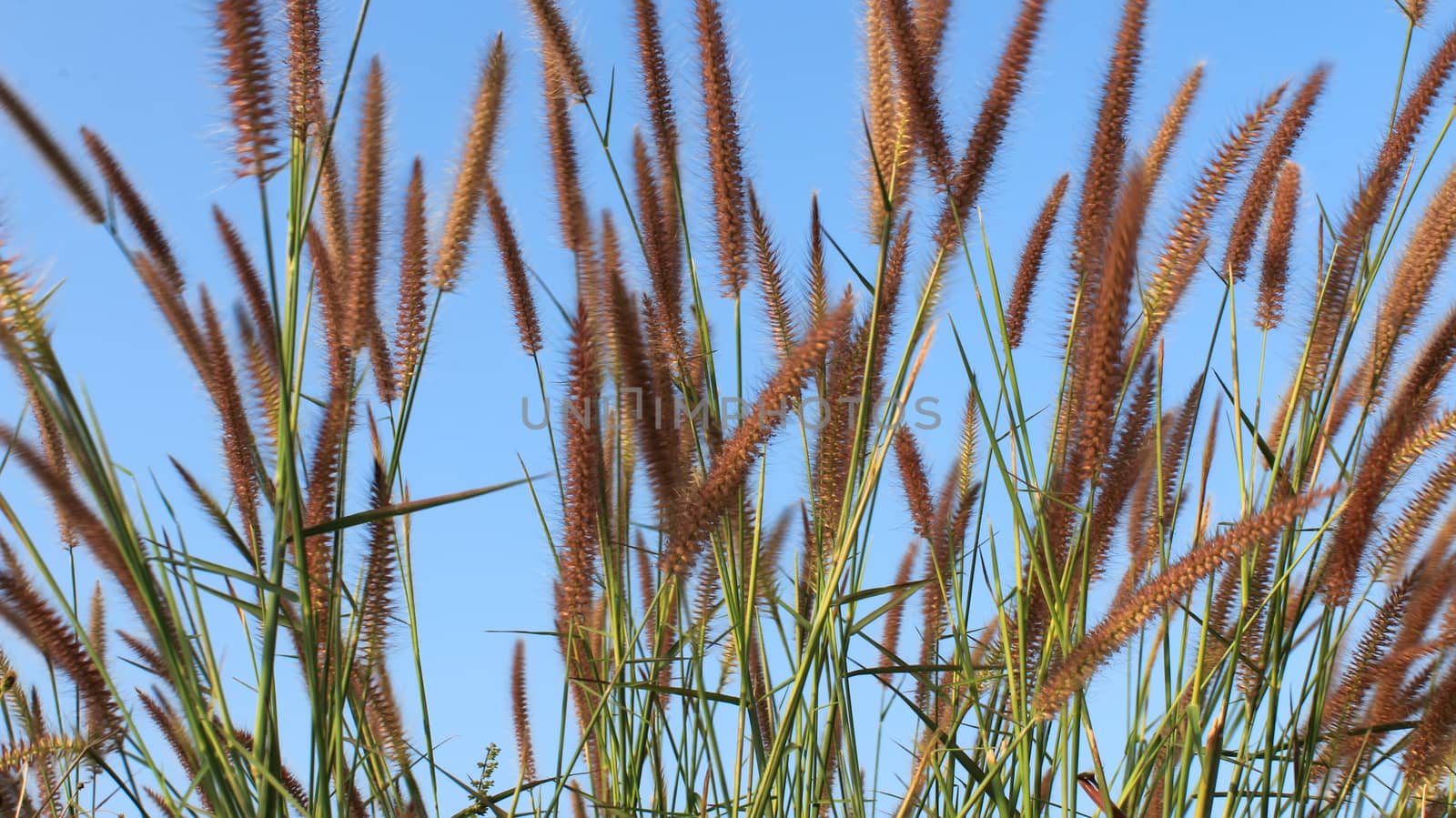 grass and sky by dinhngochung