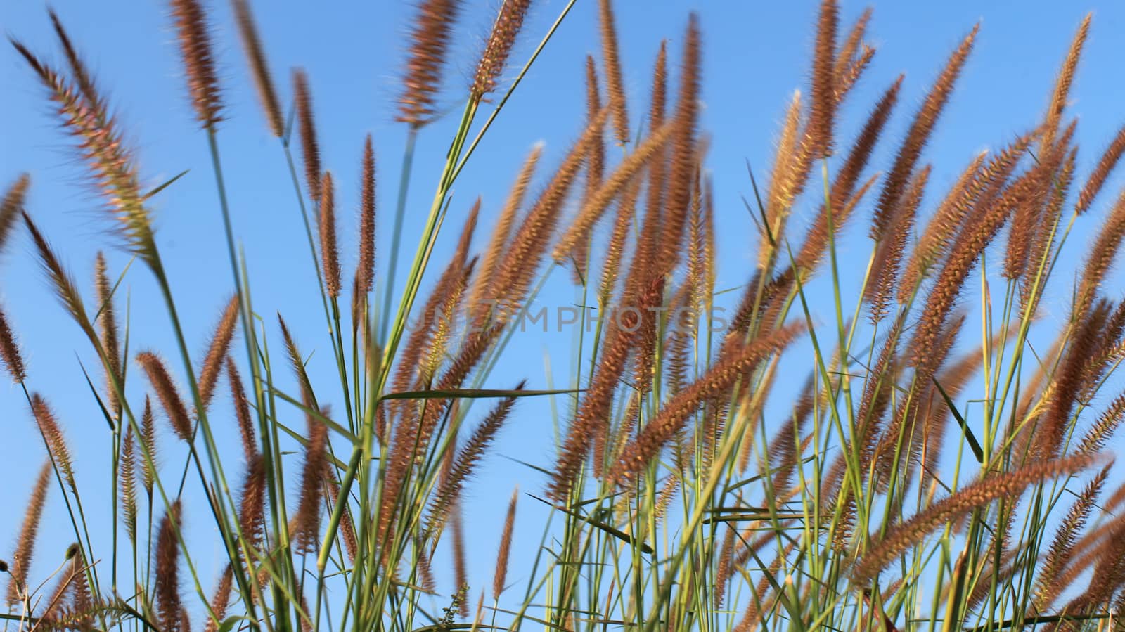 grass and sky by dinhngochung