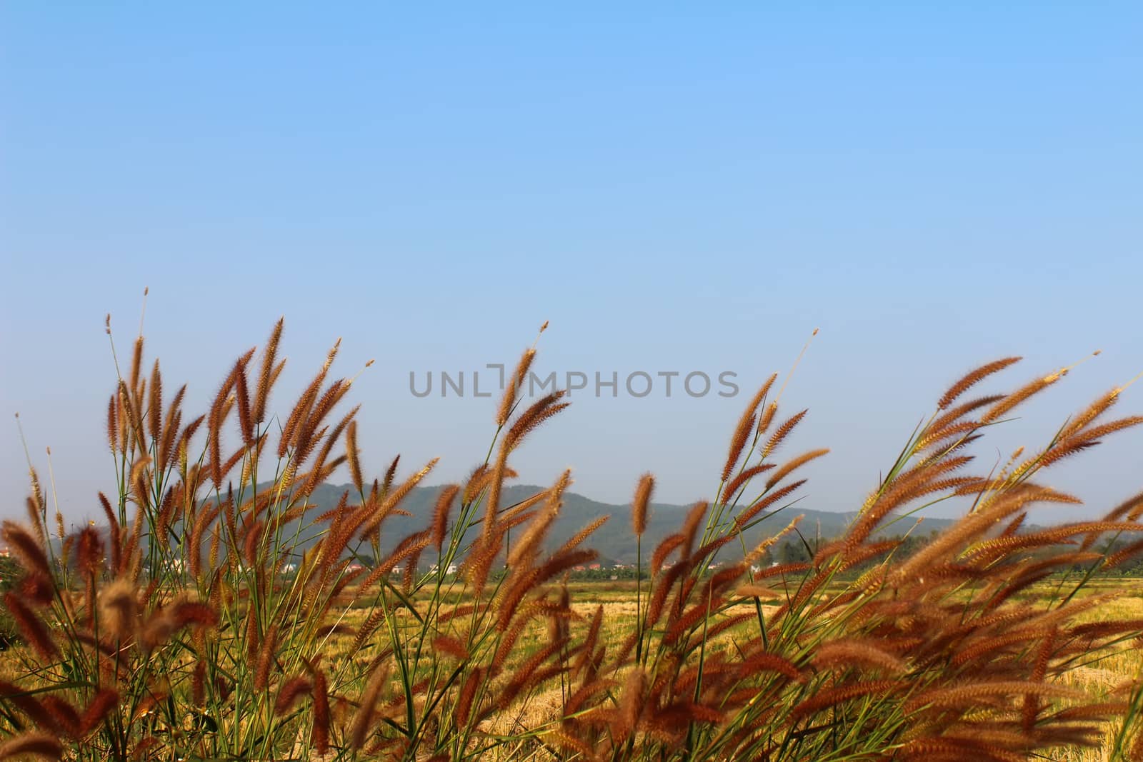 grass and sky