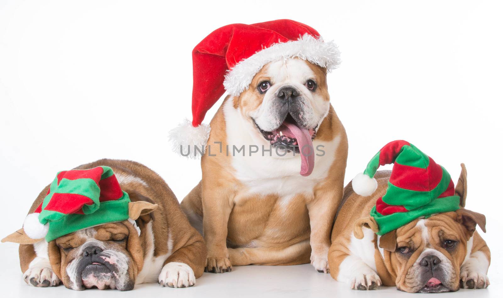 three bulldogs dressed up for christmas on white background
