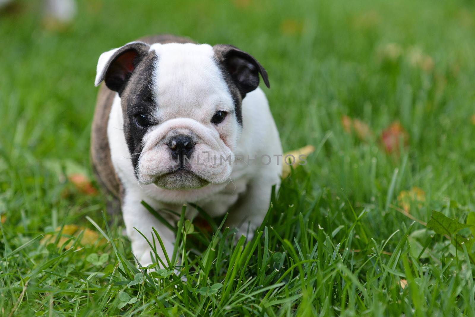 bulldog puppy playing outside 8 weeks old