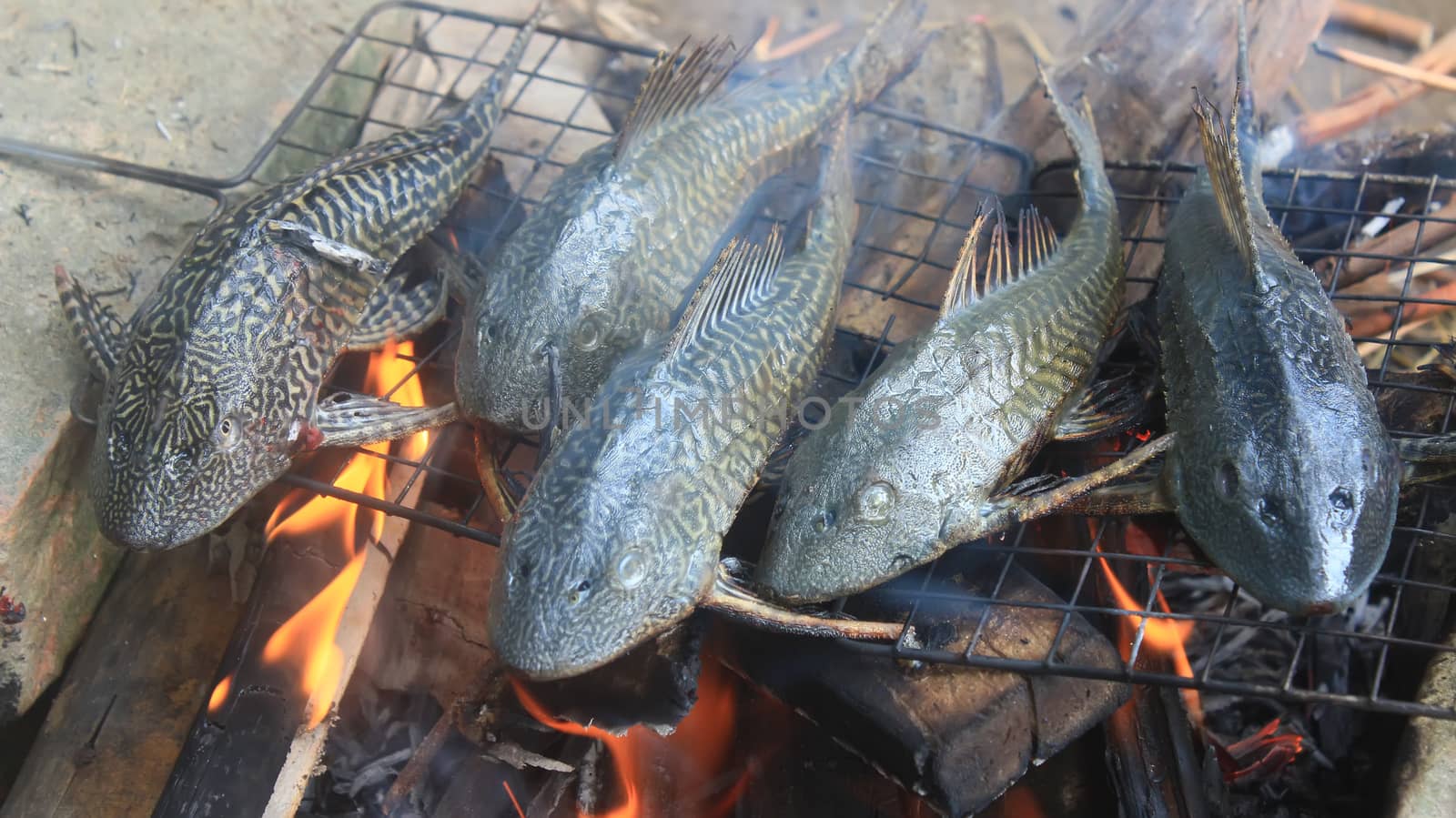 Grilling fish on barbecue