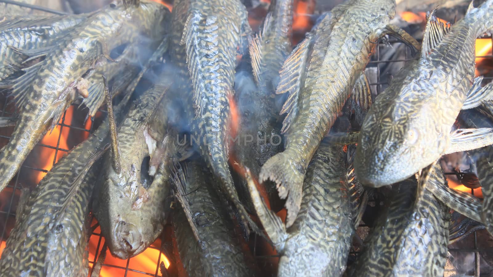 Grilling fish on barbecue