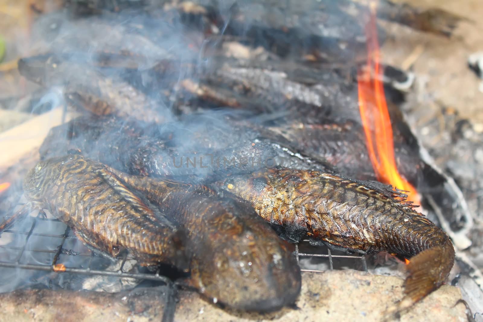 Grilling fish on barbecue