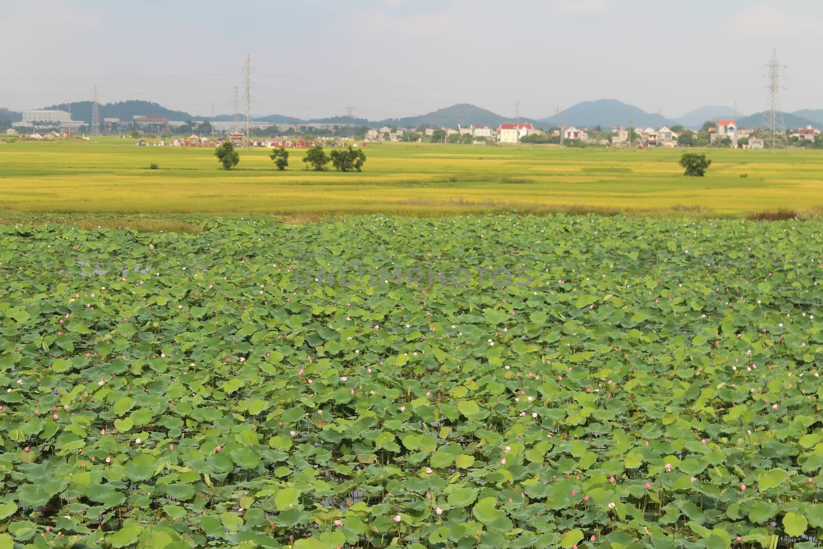 golden rice field and sky  by dinhngochung