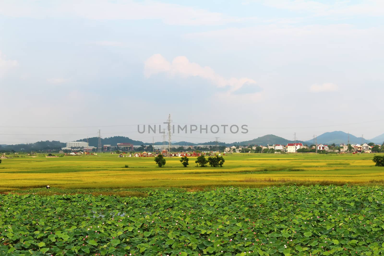 golden rice field and sky 