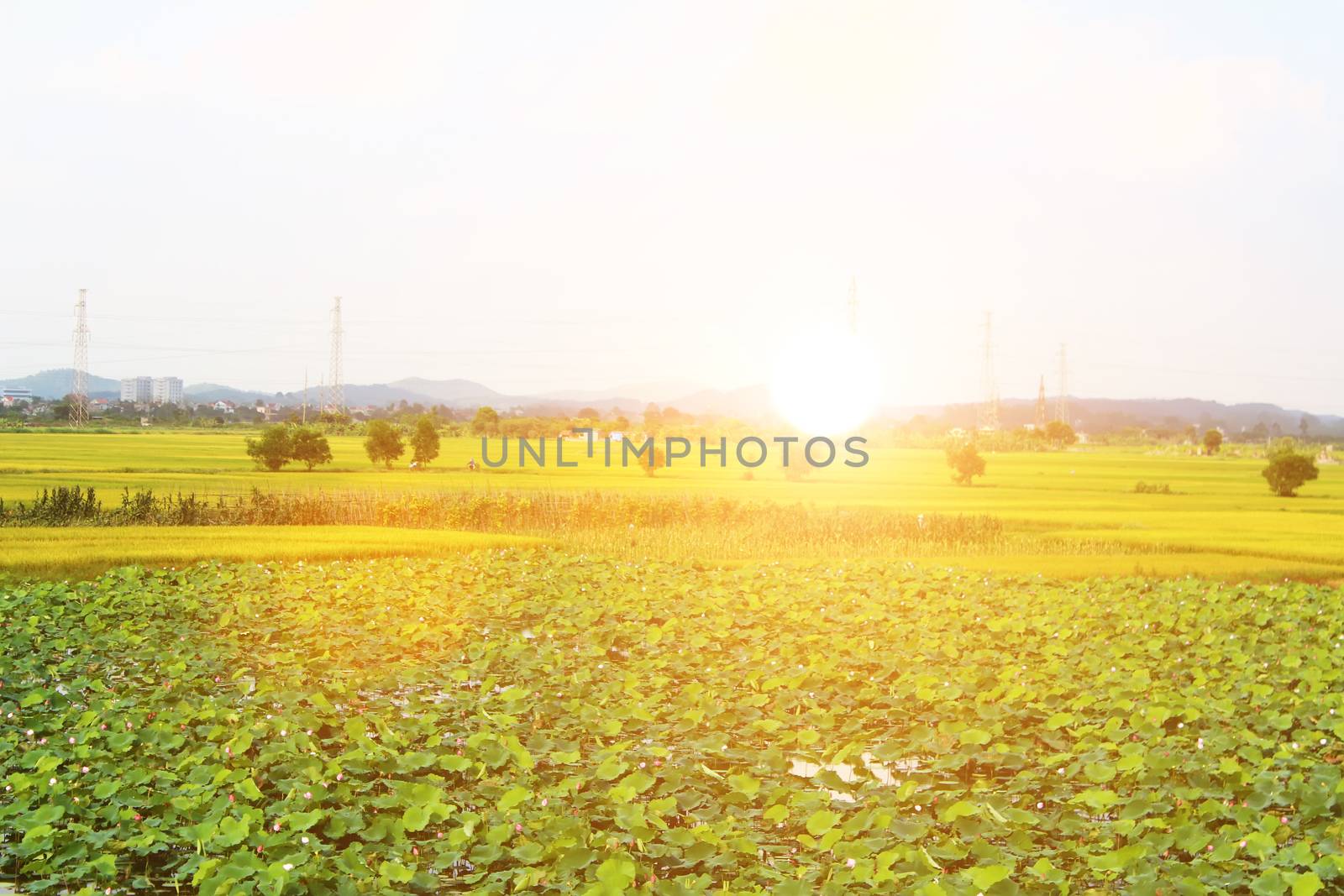 golden rice field and sky 