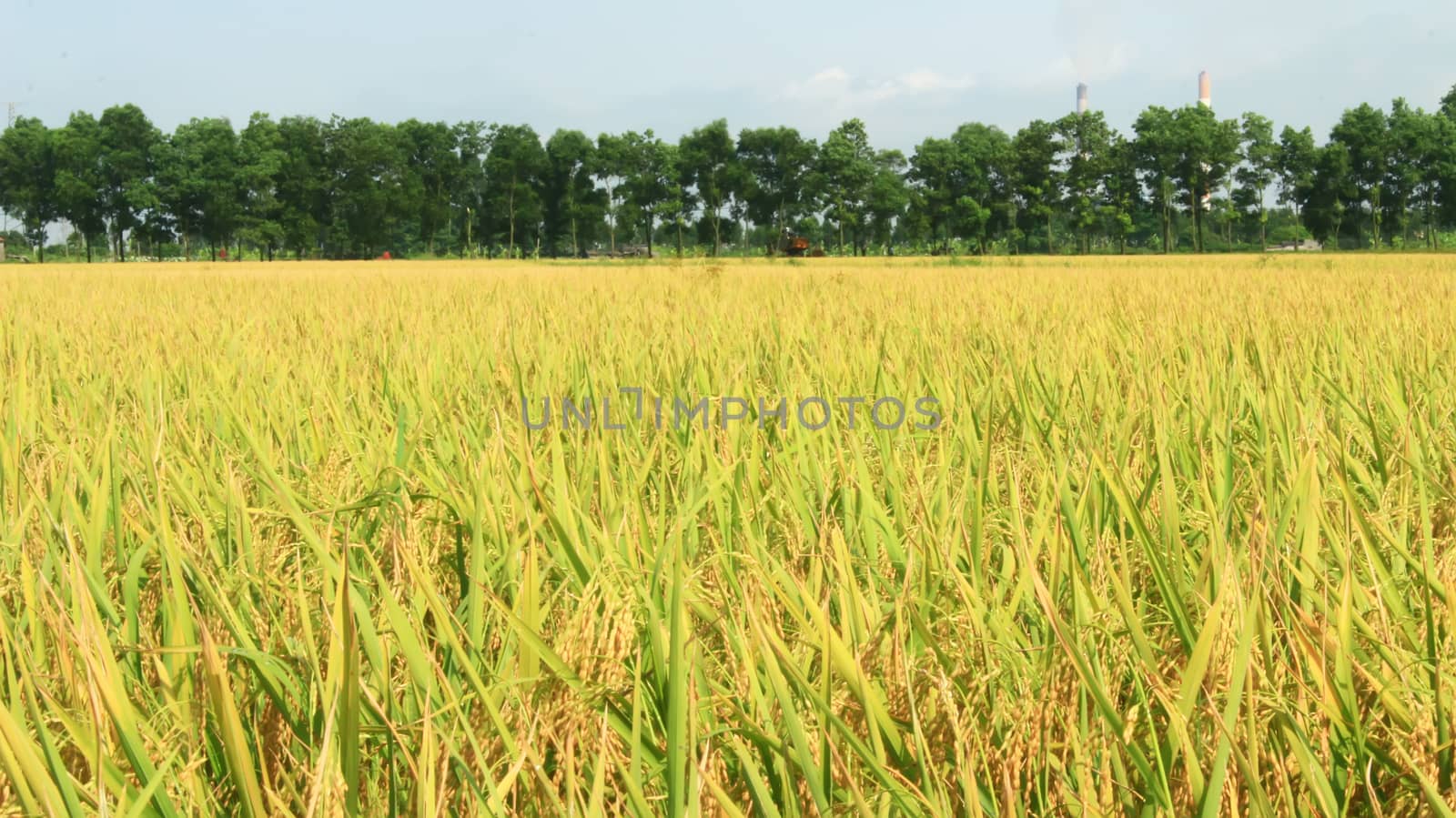 golden rice field and sky  by dinhngochung