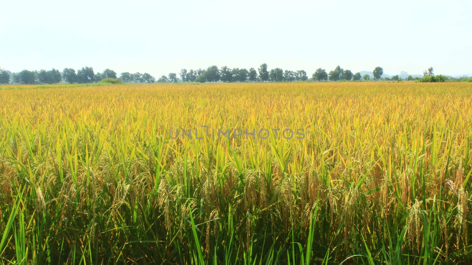 golden rice field and sky  by dinhngochung