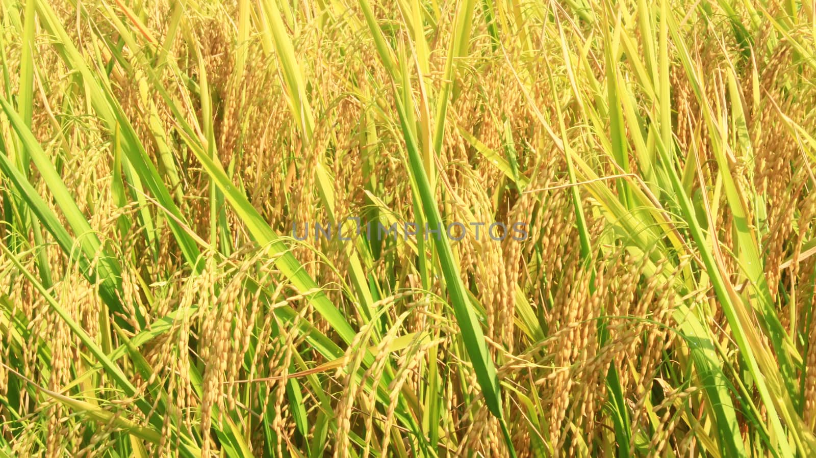 golden rice field and sky by dinhngochung