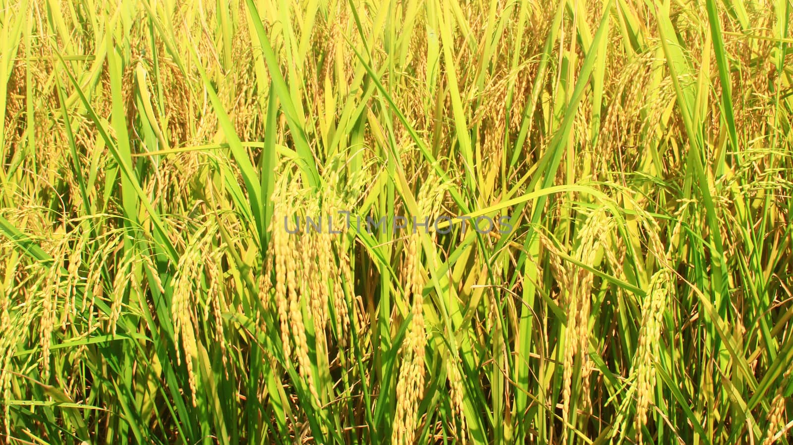 golden rice field and sky