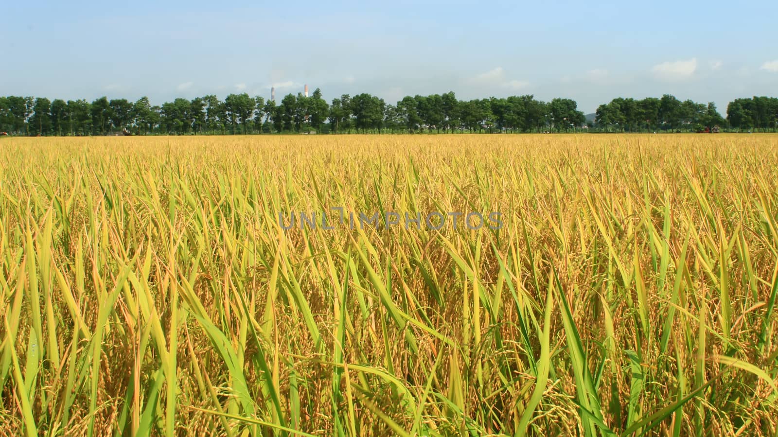 the golden rice field and sky