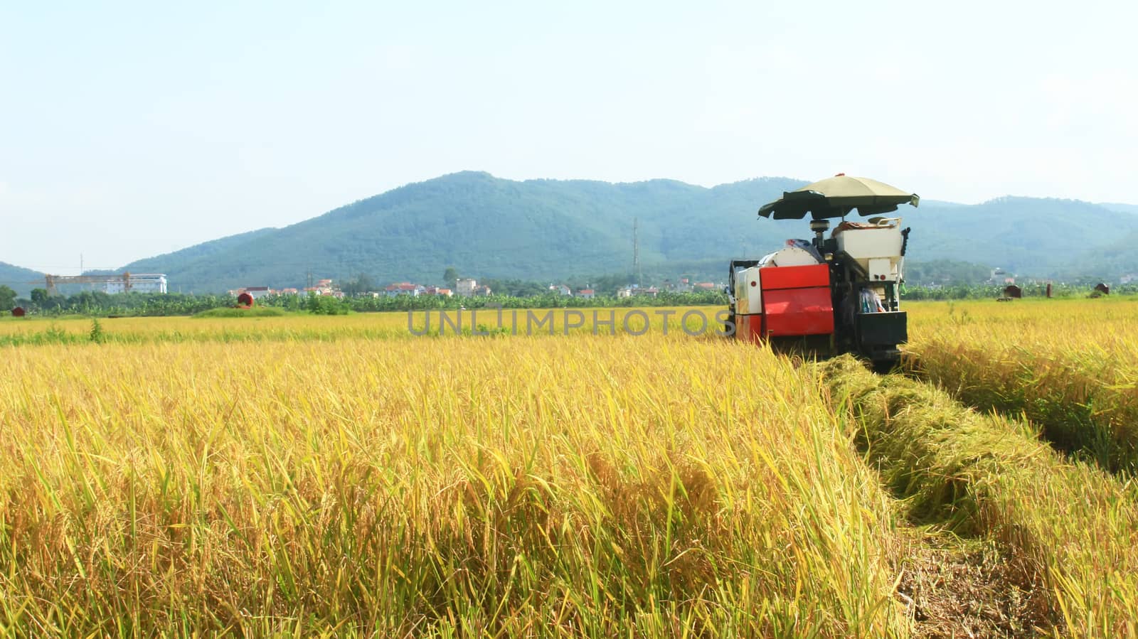 farmers harvesting rice in the fields by machine 