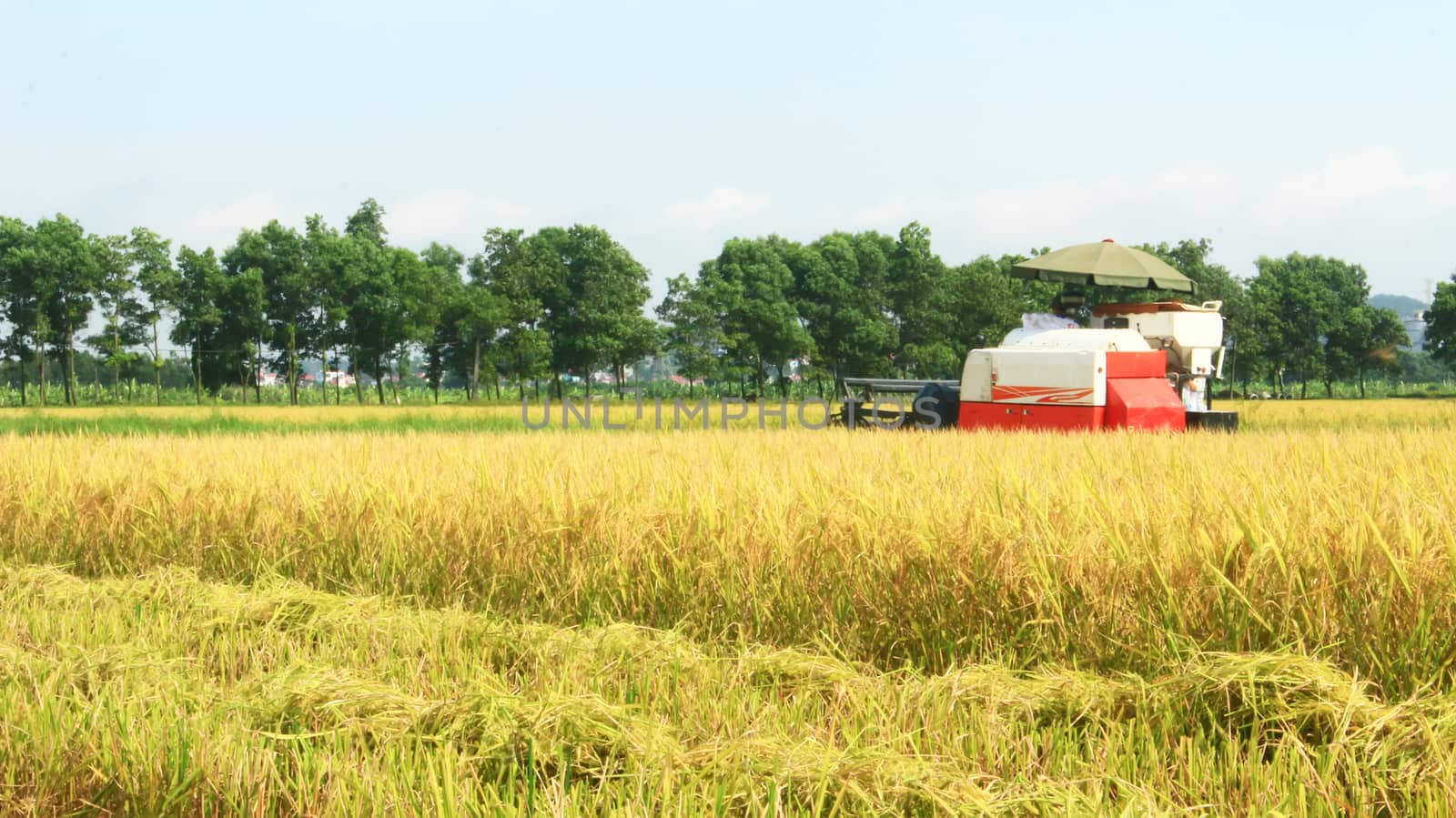 farmers harvesting rice in the fields by machine  by dinhngochung