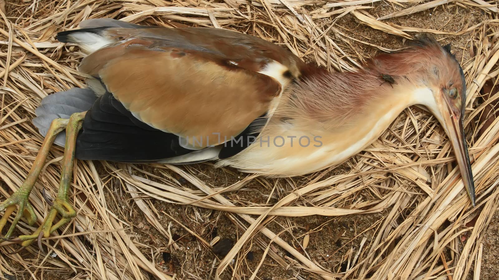 storks die on land by dinhngochung