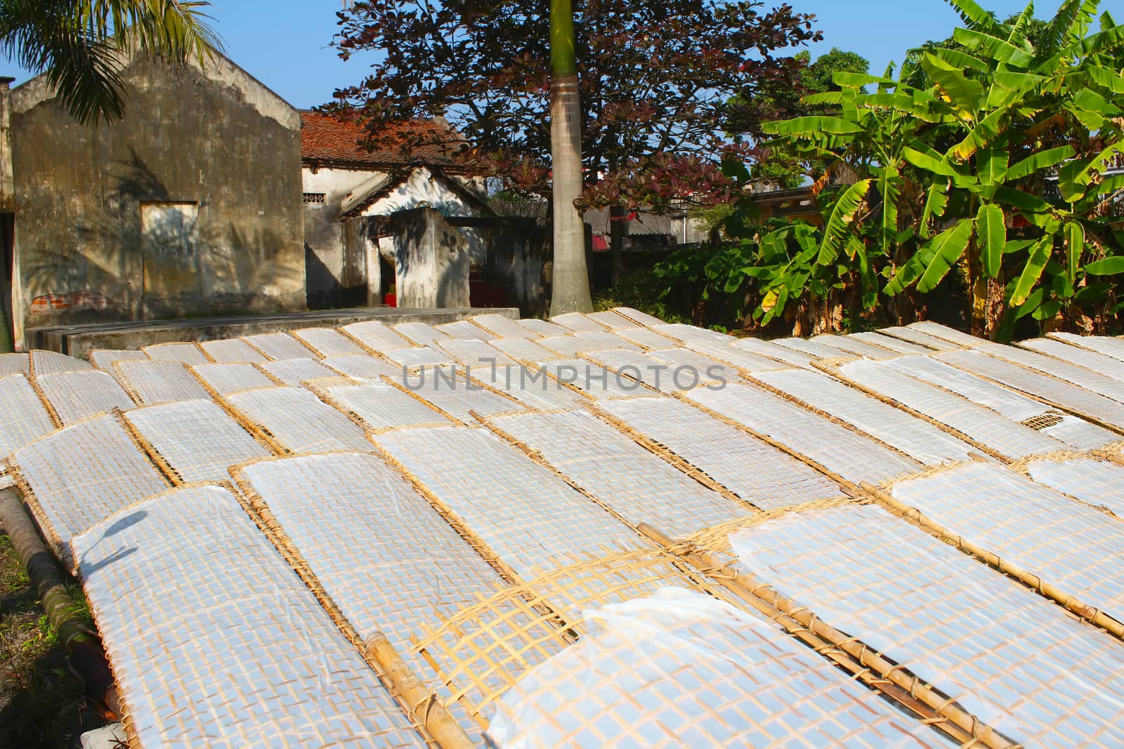 traditionally made rice paper drying in sun, Vietnam