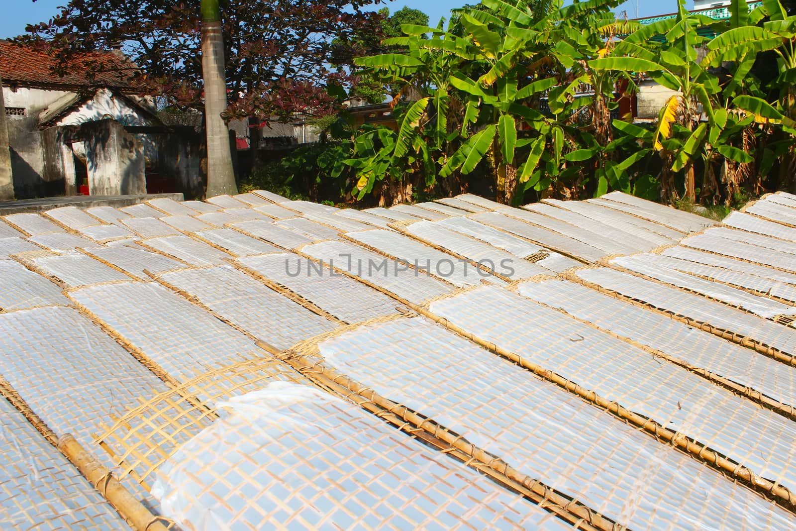 traditionally made rice paper drying in sun, Vietnam by dinhngochung