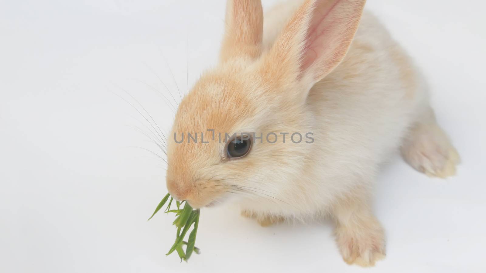rabbit on a white background by dinhngochung